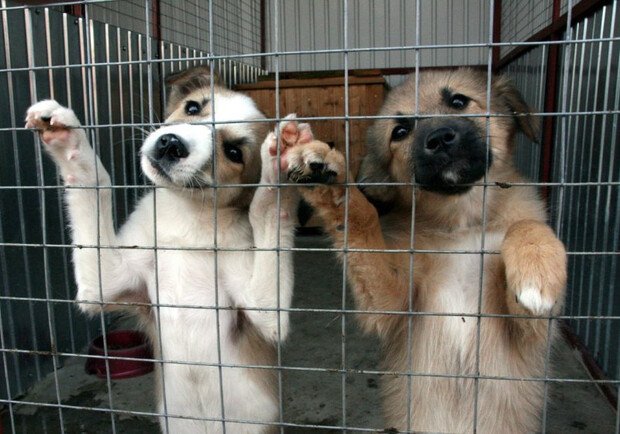 Всесвітня тенденція: тварини із притулків проти заводчиків ➤ Главное.net
