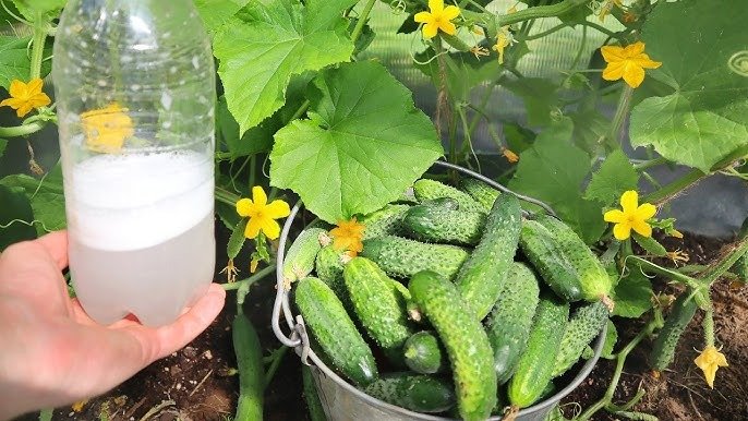 Salatalıklar deli gibi büyüyor! Her çalıdan beş kovadan fazla salatalık çıkıyor! ➤ haberion.com