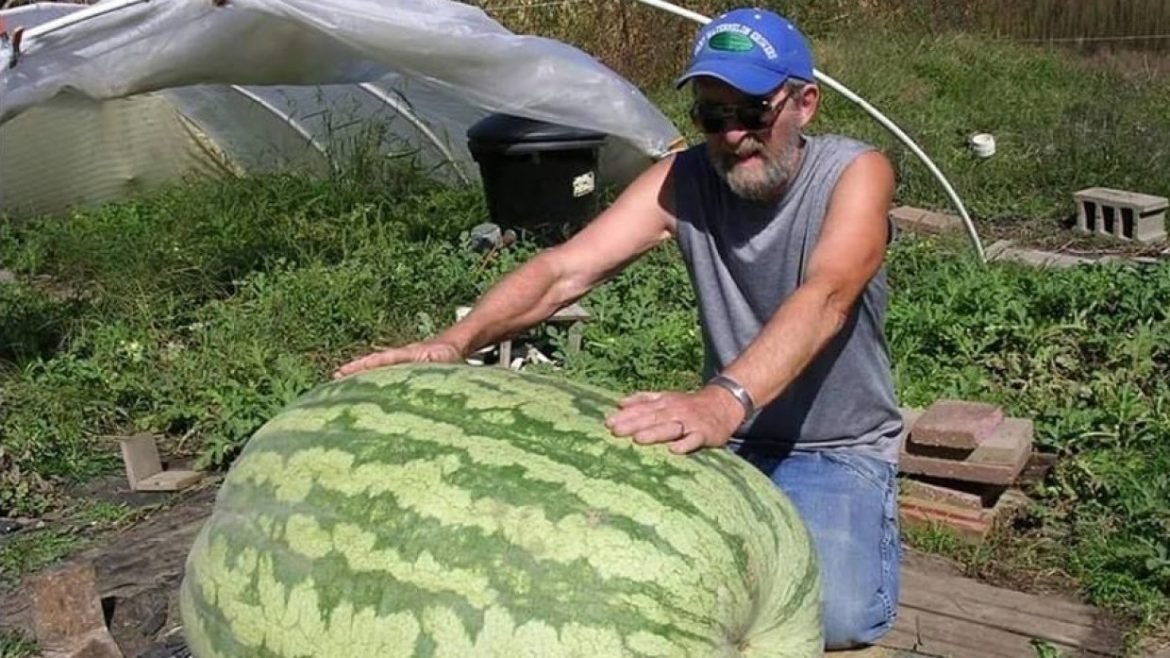 130 Kiloluk Karpuzun İçi: Adam Gözlerine İnanamadı ➤ haberion.com