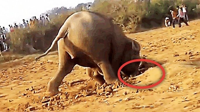 The elephant dug a hole. Why? ➤ Главное.net
