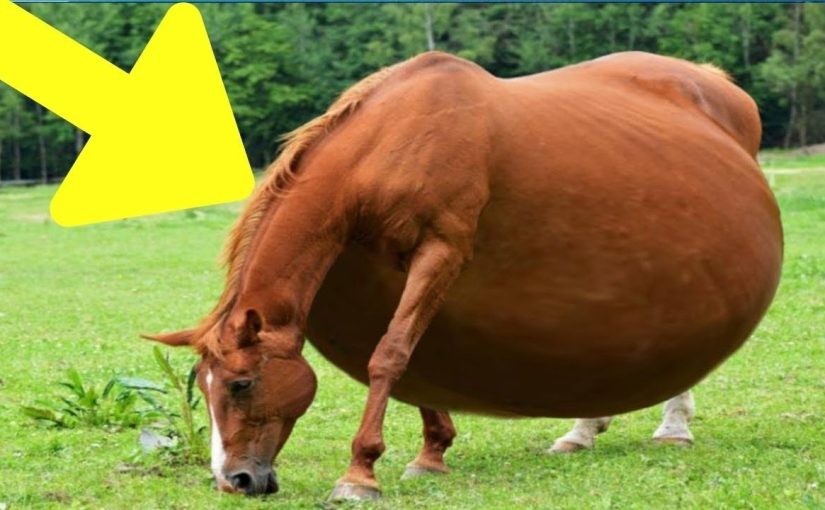 The horse refuses to give birth, but the vet is there to help! ➤ haberion.com