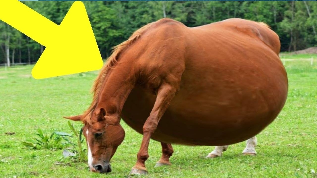 The horse refuses to give birth, but the vet is there to help! ➤ Главное.net