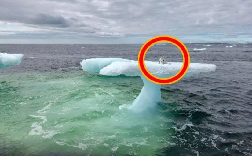 Fishermen See a Creature on an Iceberg, but Then They Look Closer! ➤ haberion.com