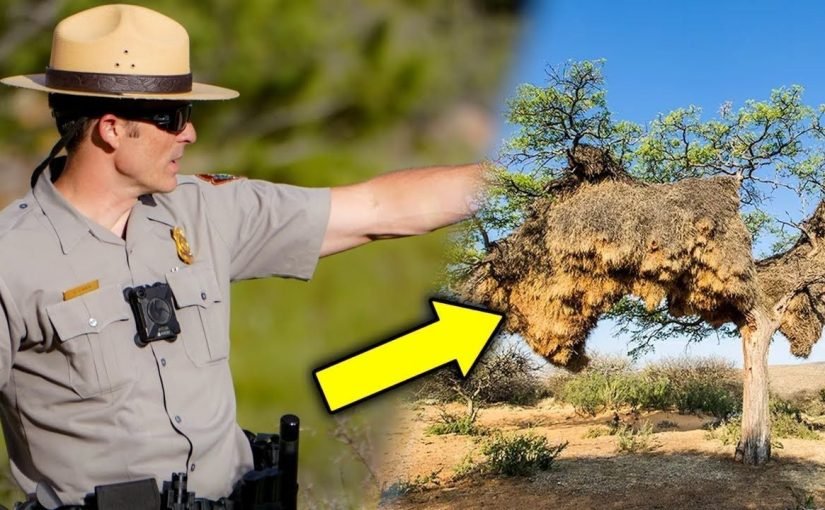 Park Ranger Turns Pale Seeing This Nest – He Evacuates The Area ➤ haberion.com