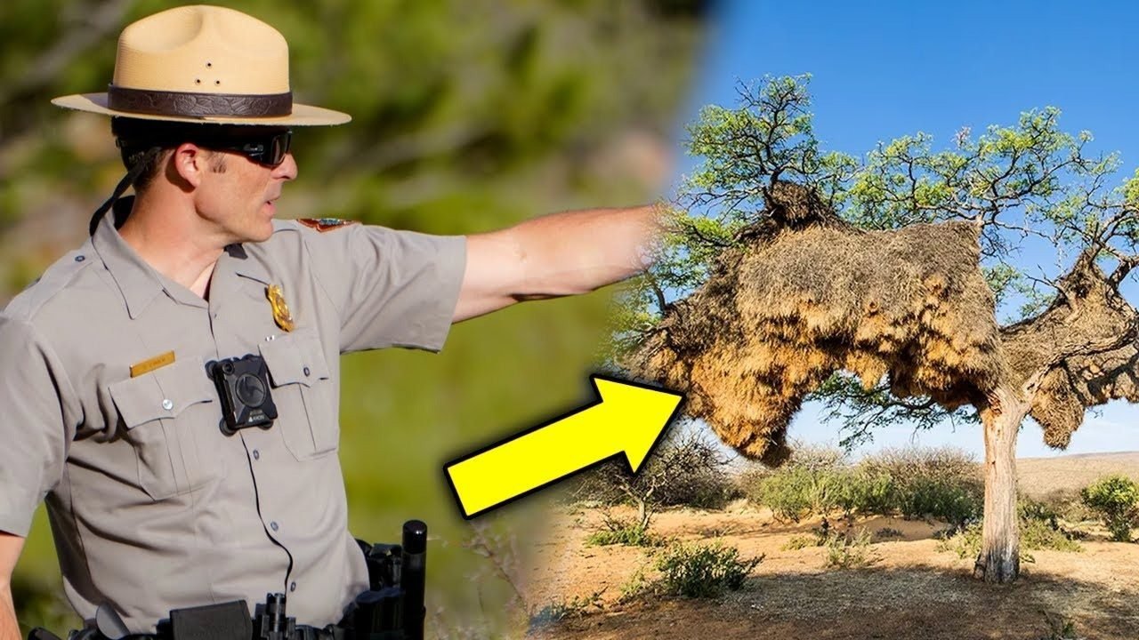 Park Ranger Turns Pale Seeing This Nest – He Evacuates The Area ➤ haberion.com