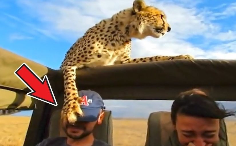 Extraordinary meetings with animals that are becoming more and more wild! Look! ➤ haberion.com