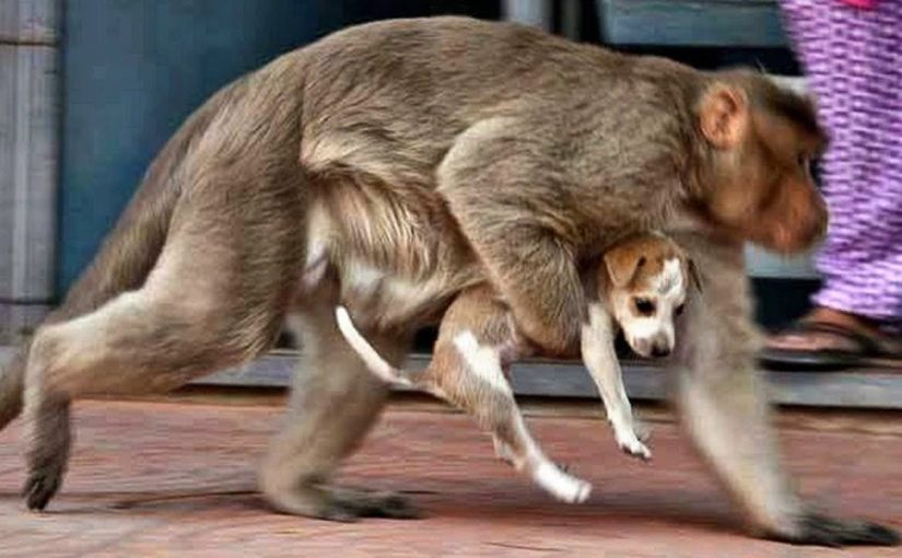 Monkey takes the puppy away. The owner is shocked when they find out what happened ➤ haberion.com