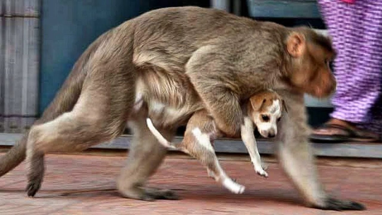 Monkey takes the puppy away. The owner is shocked when they find out what happened ➤ Главное.net