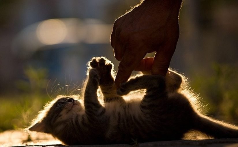 A Man Picked Up A Kitten On The Street, But This Is What Grew Up! ➤ haberion.com