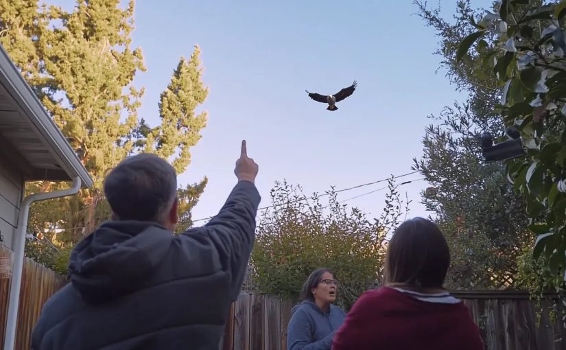 Eagle Snatches Puppy from Yard – What the Neighbors Discover Will Blow Your Mind ➤ haberion.com