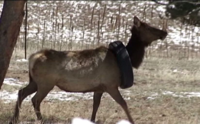 Man Rescues Elk Stuck With A Tire For Years — Then The Elk Does Something Amazing ➤ haberion.com