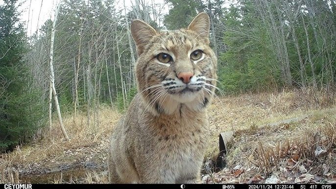 A Trail Camera Captures What No One Should See ➤ Главное.net