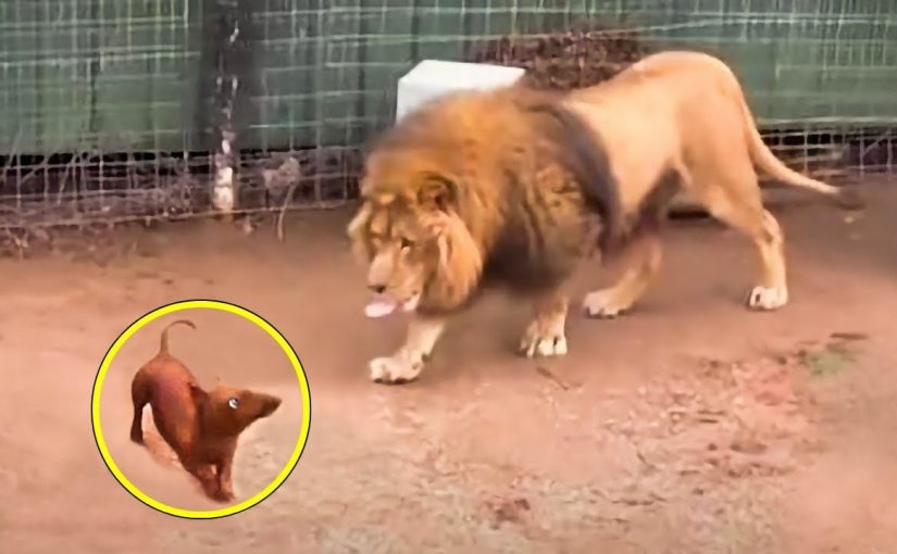 People threw a dachshund into a lion’s cage and could not predict its reaction ➤ haberion.com