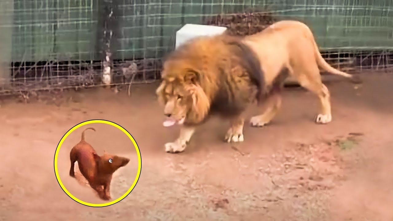 People threw a dachshund into a lion’s cage and could not predict its reaction ➤ Главное.net