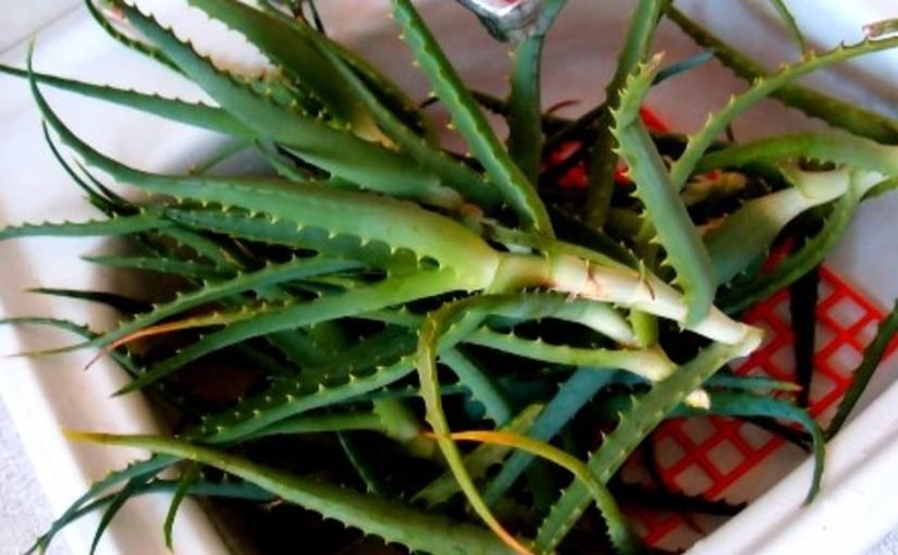 To dzieje się w mieszkaniach, gdzie rośnie aloes ➤ haberion.com