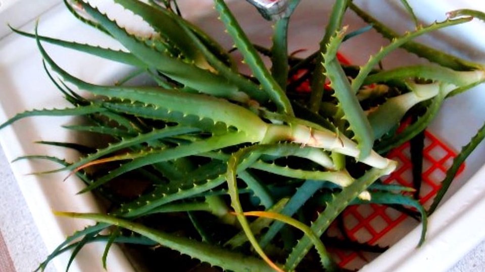 To dzieje się w mieszkaniach, gdzie rośnie aloes ➤ haberion.com