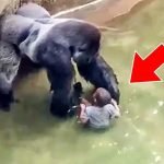 Child Fell Into Gorilla Enclosure, After Which Gorillas Do Something Incredible ➤ haberion.com