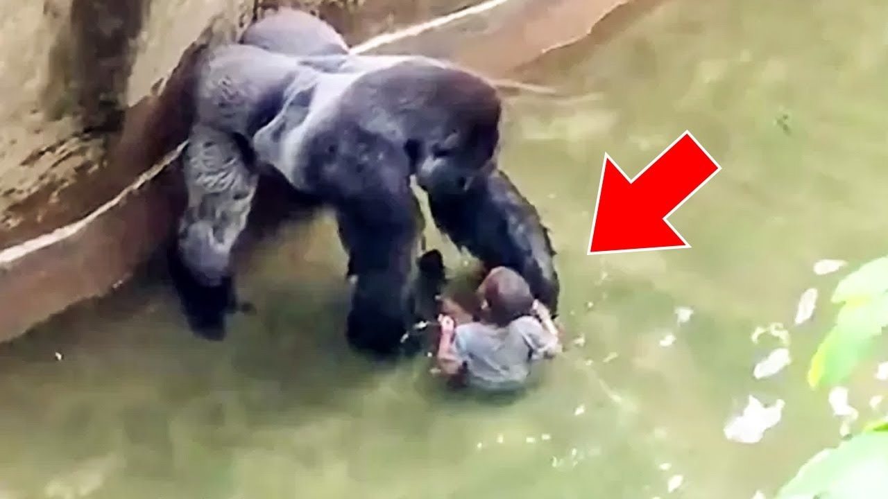 Child Fell Into Gorilla Enclosure, After Which Gorillas Do Something Incredible ➤ Главное.net