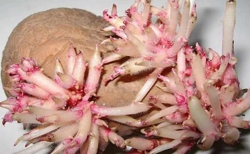 Pędy ziemniaka zamiast leków – poznaj ich siłę ➤ haberion.com