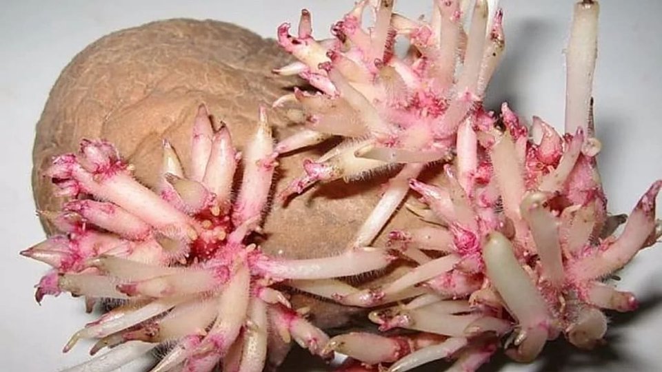 Pędy ziemniaka zamiast leków – poznaj ich siłę ➤ haberion.com