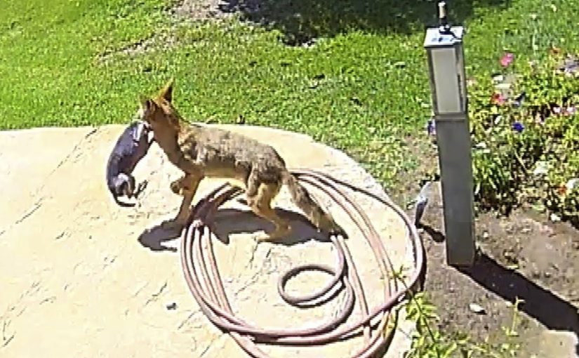 코요테가 마당에서 강아지를 낚아채다 – 무슨 일이 일어났는지 지켜보세요 ➤ haberion.com