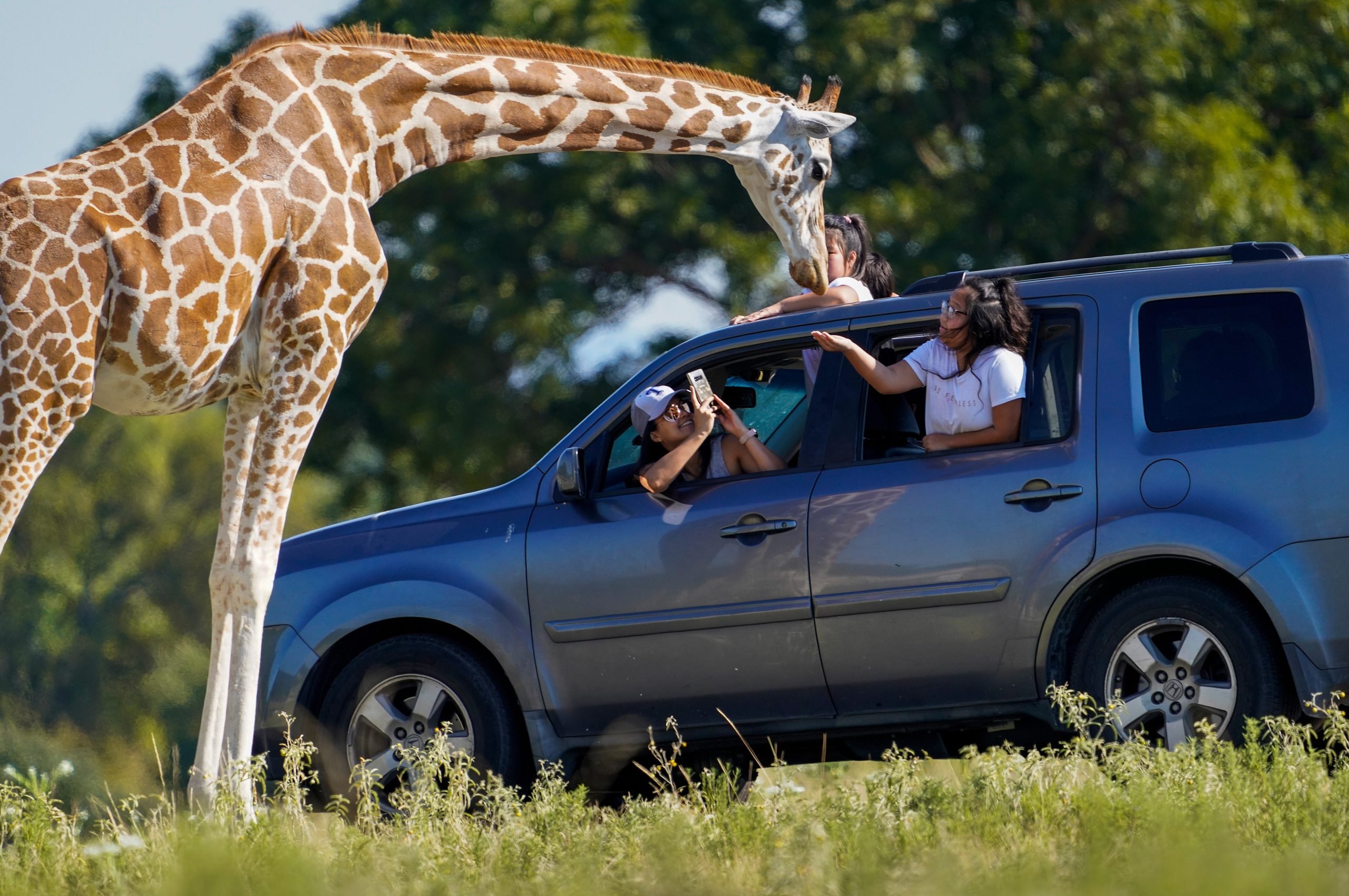 배고픈 기린, 사파리에서 엄마 품에서 아기 ‘훔쳐’ (영상) ➤ Главное.net