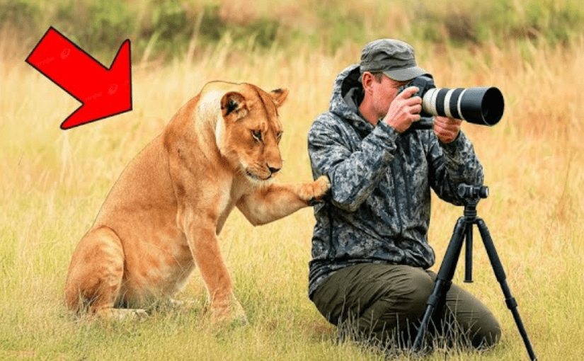 울부짖는 암사자가 관광객에게 따라오라고 애원합니다 ➤ haberion.com