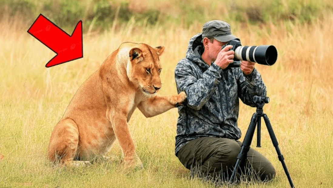 울부짖는 암사자가 관광객에게 따라오라고 애원합니다 ➤ Главное.net