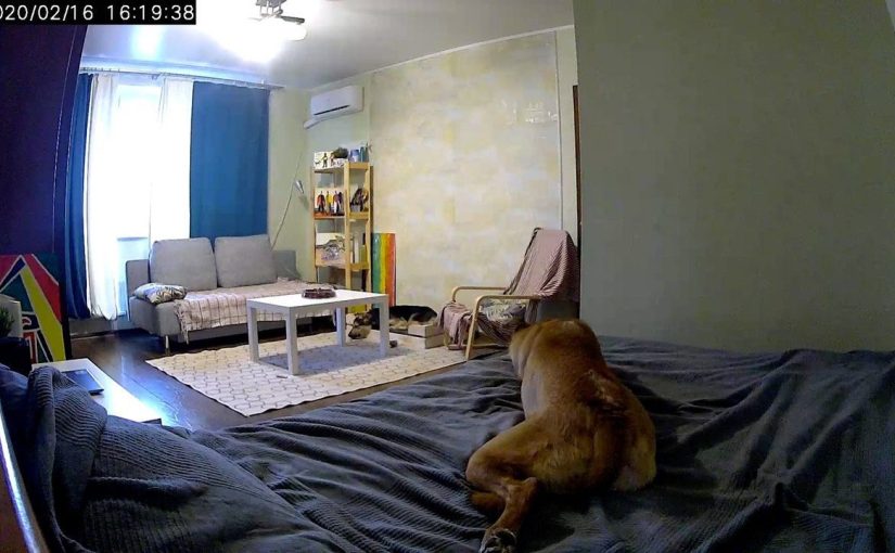 엄마는 밤중에 무슨 짓을 할지 모르는 개와 함께 잠을 잡니다! ➤ haberion.com