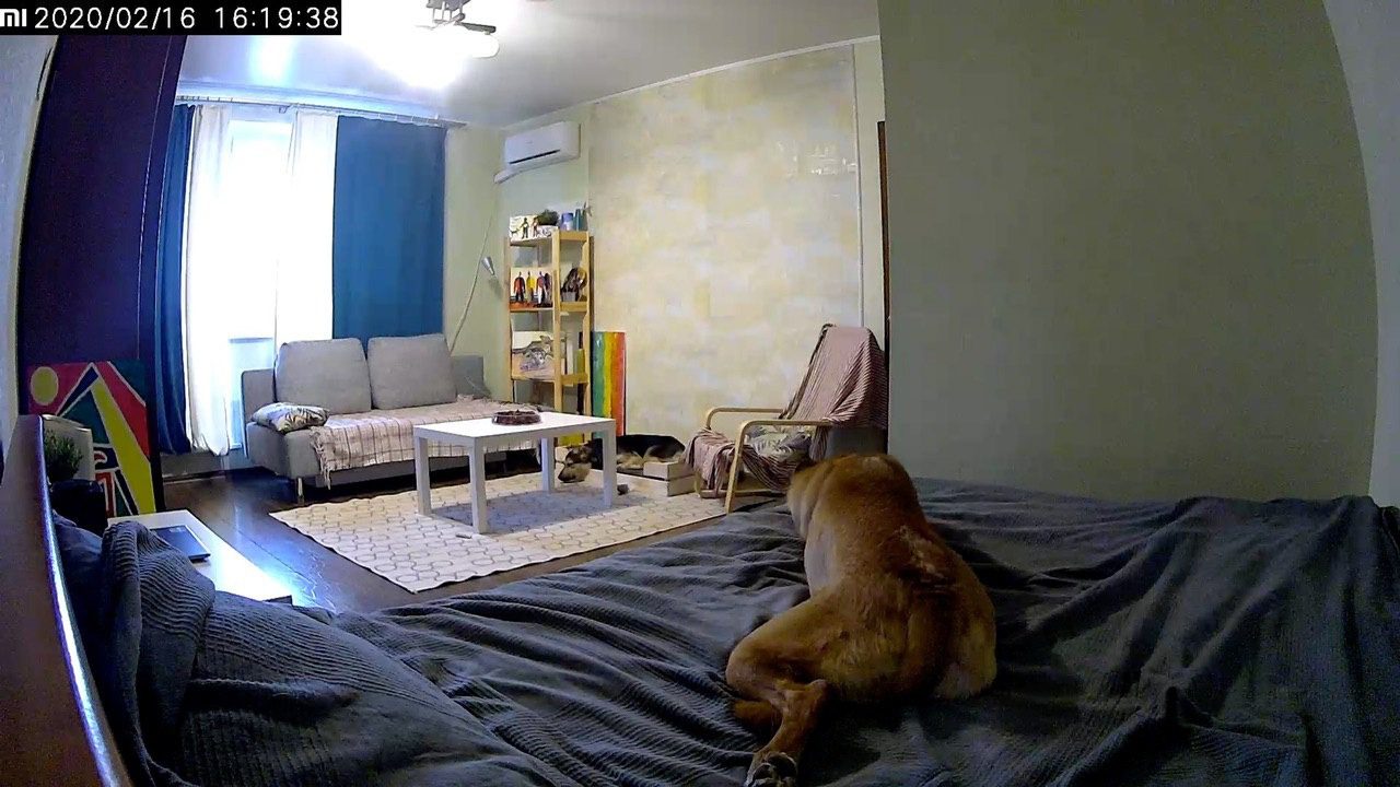 엄마는 밤중에 무슨 짓을 할지 모르는 개와 함께 잠을 잡니다! ➤ Главное.net