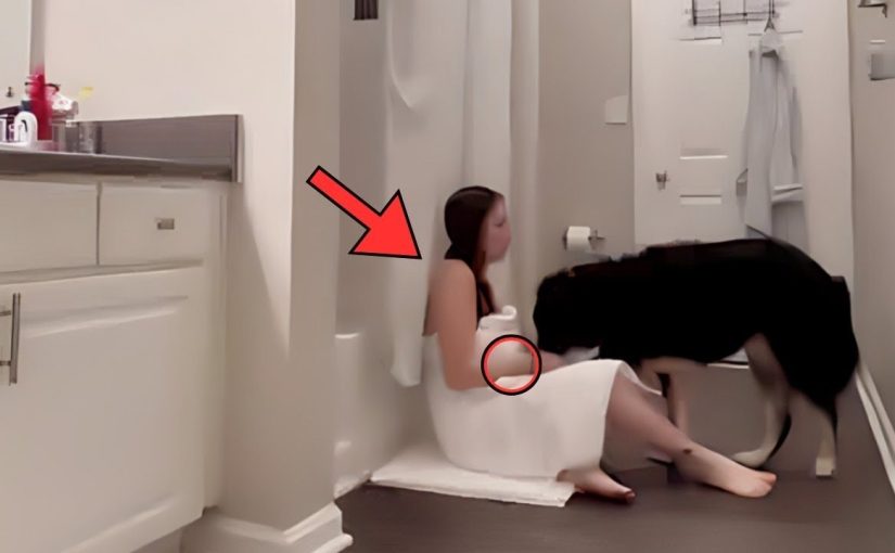 아내가 개와 함께 욕실에 계속 갇혀 있다 ➤ haberion.com