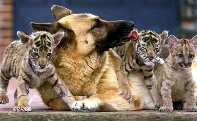 개가 호랑이 새끼 세 마리를 키우다 – 몇 년 후, 호랑이의 예상치 못한 행동에 동물원 관리인은 눈물을 흘렸다 ➤ haberion.com