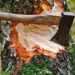 Vicino maleducato ignora l’avvertimento e taglia l’albero… poi trova questo dentro! ➤ haberion.com