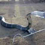 一條垂死的眼鏡蛇爬向人群：人們做了以下這些事 ➤ haberion.com