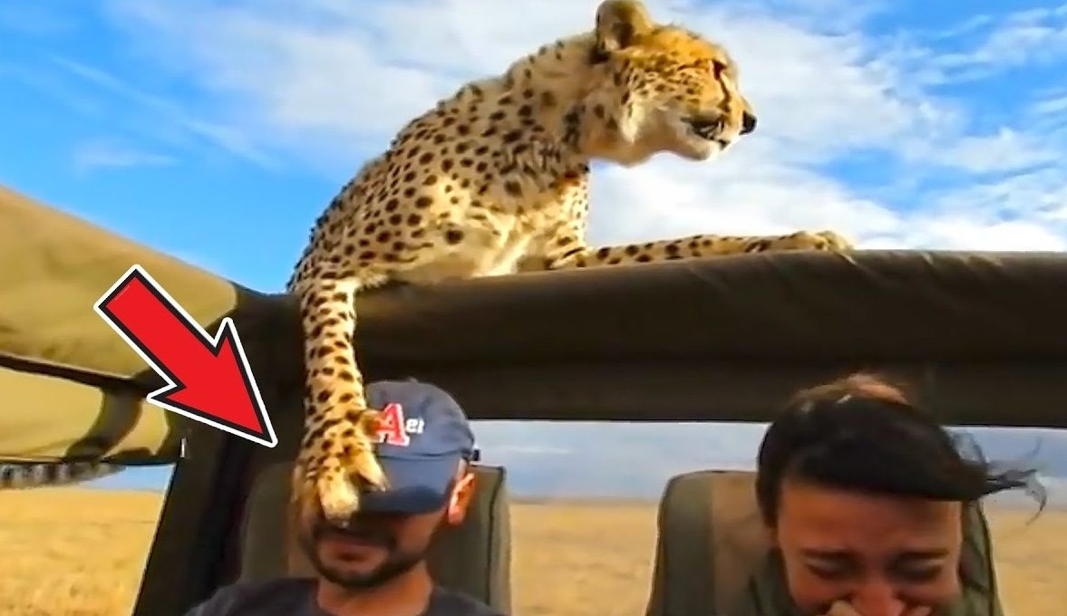 鏡頭捕捉：野生動物靠得太近的瞬間 ➤ Главное.net