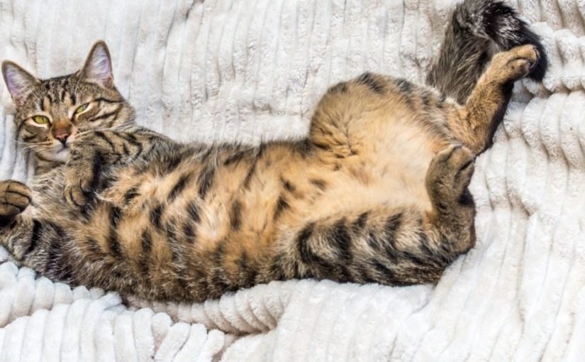 Czy Twój kot pokazuje brzuszek? Oto, co to naprawdę oznacza! ➤ haberion.com