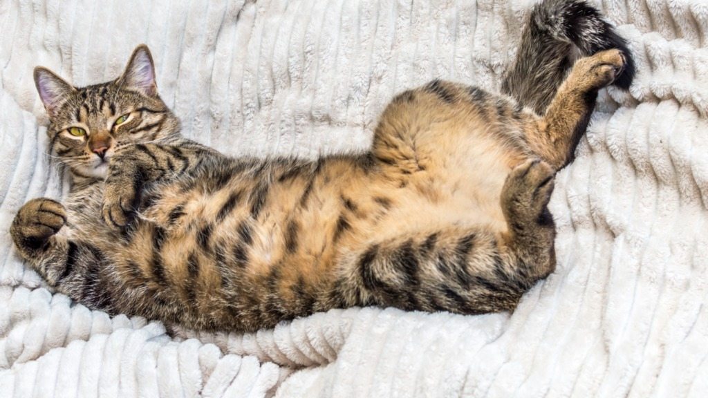 Czy Twój kot pokazuje brzuszek? Oto, co to naprawdę oznacza! ➤ Главное.net